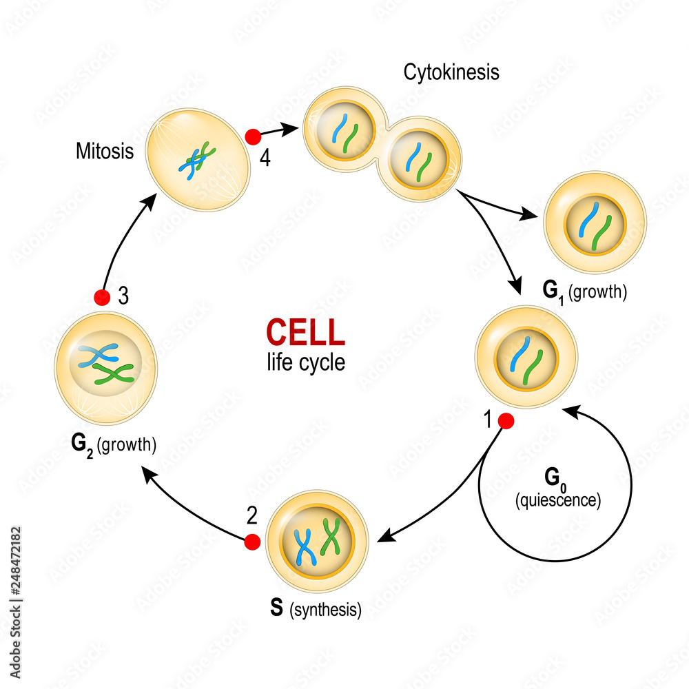 Cell Cycle. Checkpoints DNA damage, Spindle checkpoint, Restriction