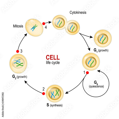 Cell Cycle. Checkpoints: DNA damage, Spindle checkpoint, Restriction point.