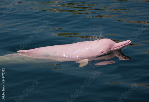 Pink Dolphin swimming in the sea.
