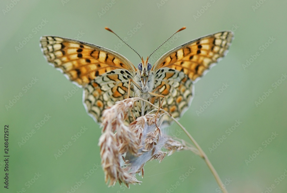 Obraz premium Name wanted - Thanks