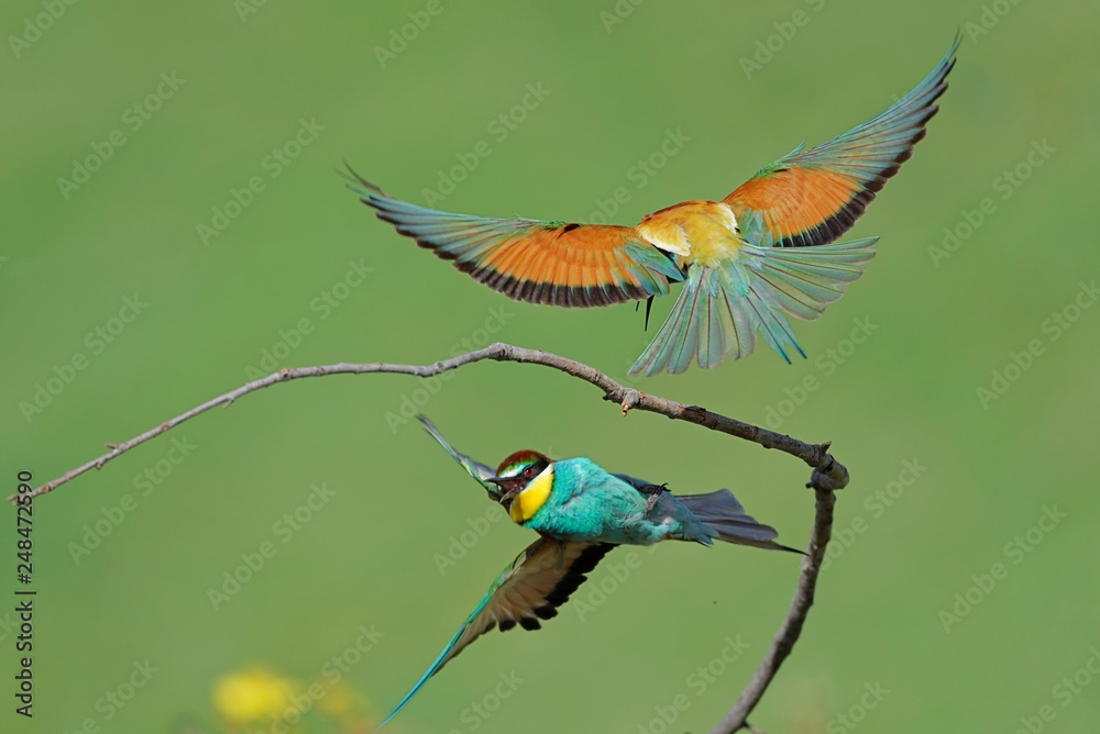 Fototapeta premium European bee eater