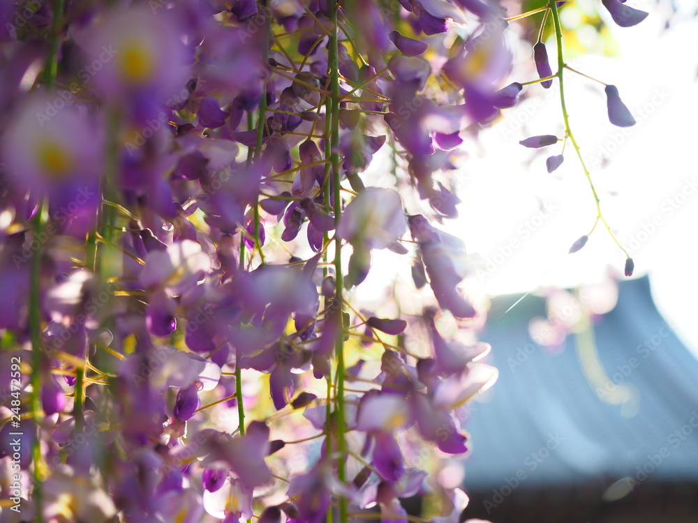 藤の花アップ Stock 写真 Adobe Stock