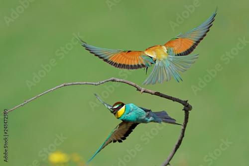 European bee eater