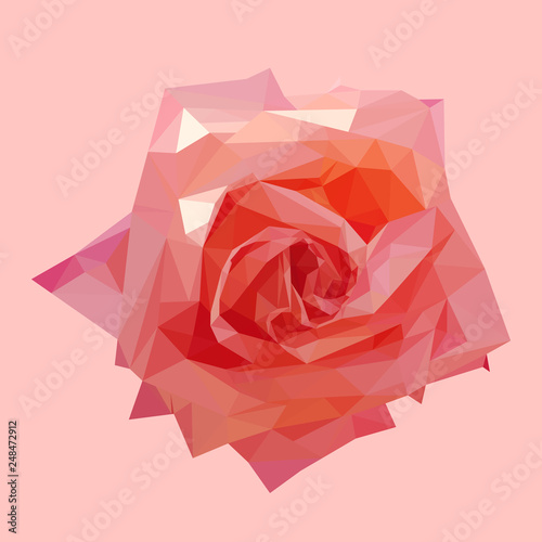 geometric polygonal coral pink rose, isolated polygon vector flower illustration