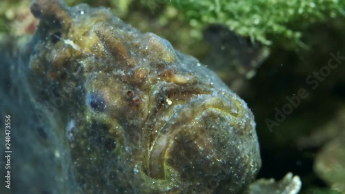 Portrait of a Brown Commerson's Frogfish. Giant Frogfish, Riesen Anglerfisch or Big Angler (Antennarius commerson). Closeup, underwater shot photo