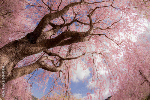 cherry blossom and blue sky in Takami no Sato, Nara, Japan.