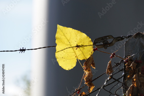 leaf in the shape of a heart
