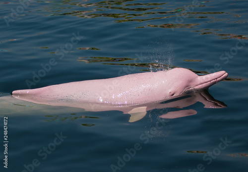 Pink Dolphin swimming in the sea.