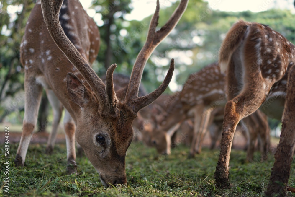 Deer in the park at the Indonesian national monument, Jakarta Deer in the park at the Indonesian national monument, Jakarta