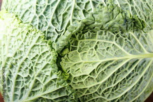 leaf of savoy cabbage close up