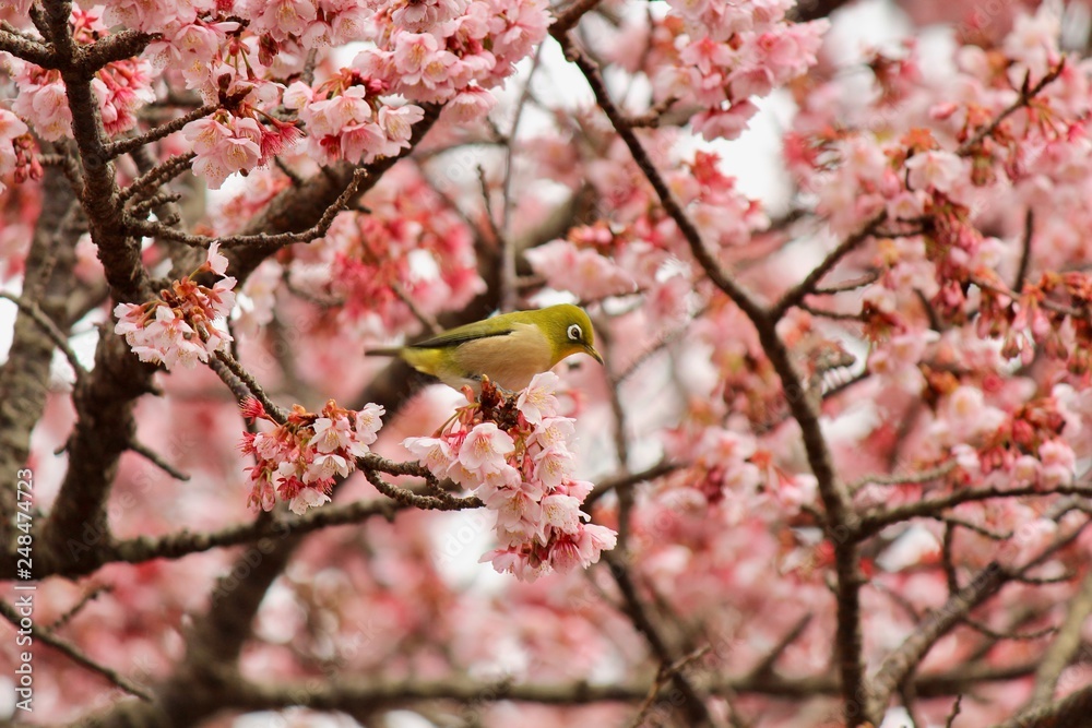 大室山さくらの里  河津桜とメジロ