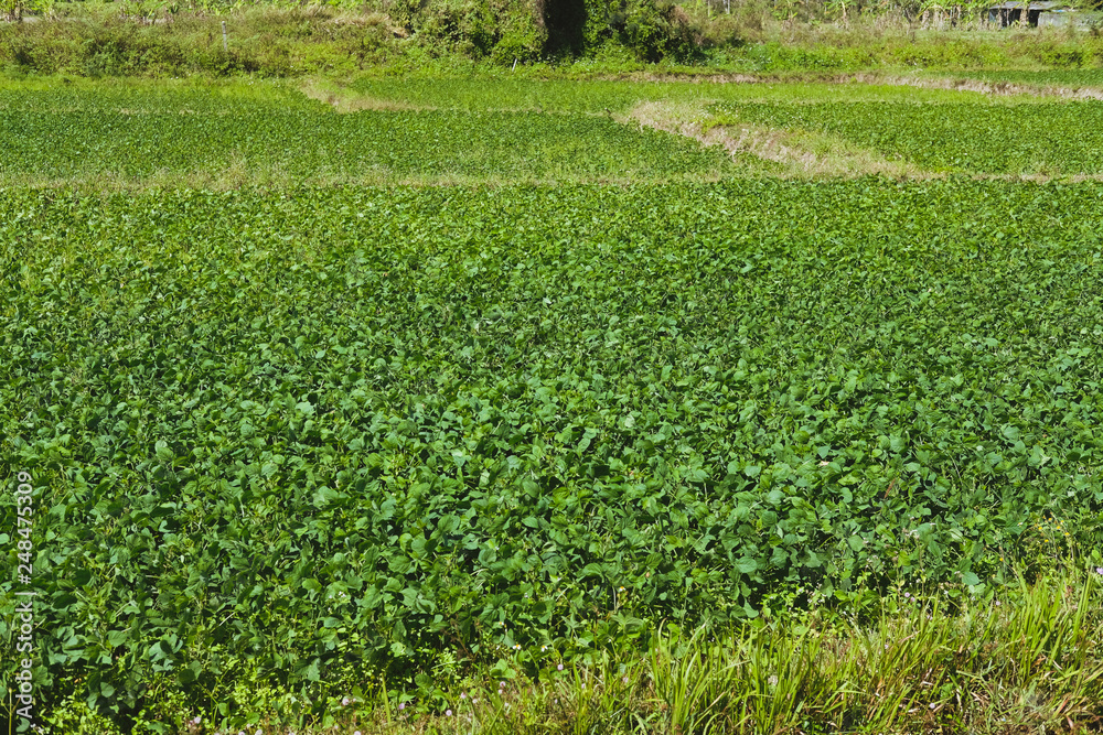 soybean growing in cultivated field soybean growing in cultivated field