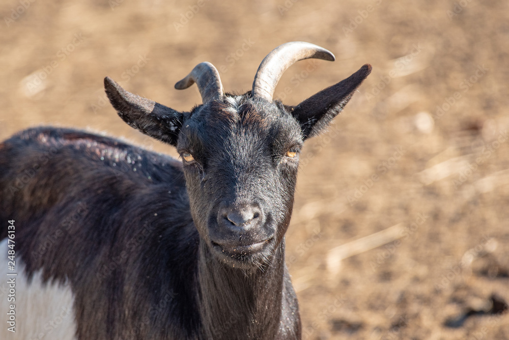 Close up of African pygmy goat (Capra aegagrus hircus) Close up of African pygmy goat (Capra aegagrus hircus)