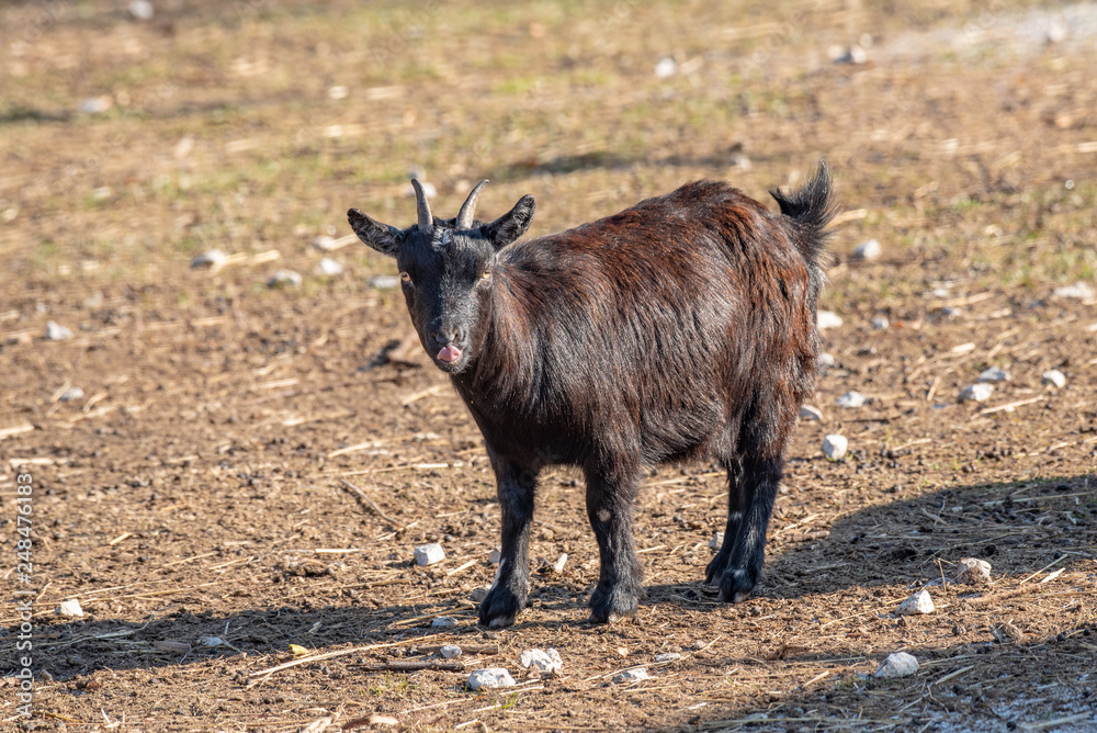 Close up of African pygmy goat (Capra aegagrus hircus) Close up of African pygmy goat (Capra aegagrus hircus)