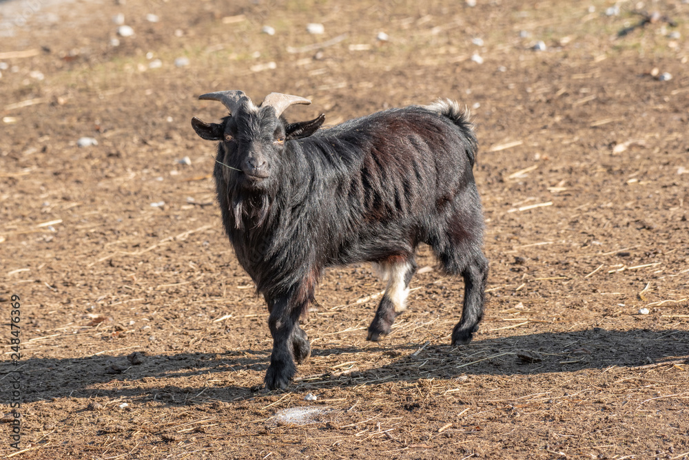 Close up of African pygmy goat (Capra aegagrus hircus) Close up of African pygmy goat (Capra aegagrus hircus)