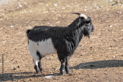 Close up of African pygmy goat (Capra aegagrus hircus)