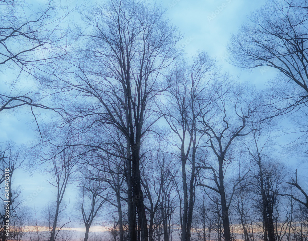 end of winter afternoon in the woods end of winter afternoon in the woods