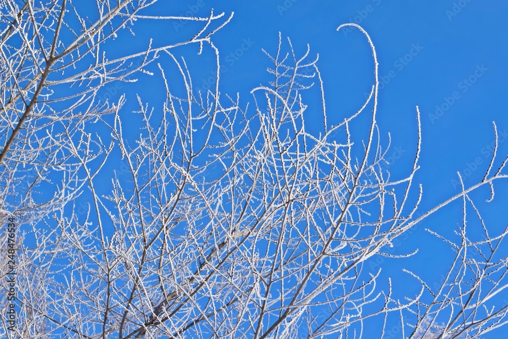 A tree against a blue sky.Frosty Sunny day. A tree against a blue sky.Frosty Sunny day.