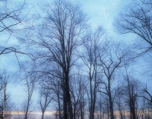 end of winter afternoon in the woods