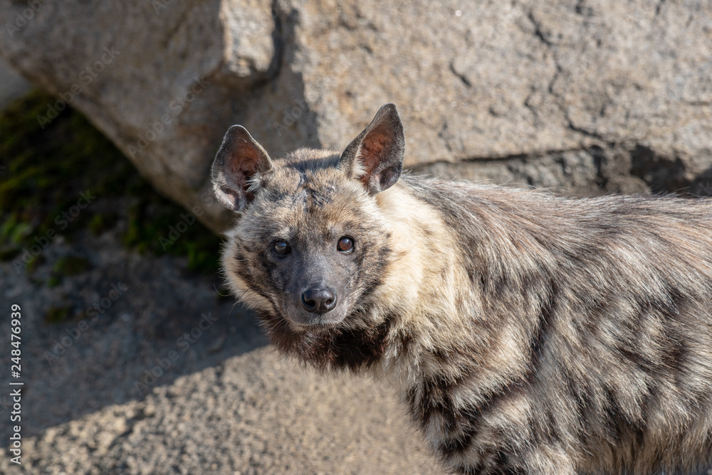 Close up of Striped hyena (Hyaena hyaena sultana) Close up of Striped hyena (Hyaena hyaena sultana)