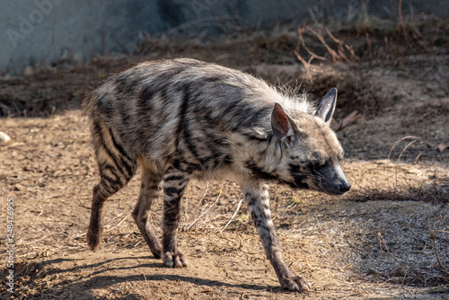 Close up of Striped hyena (Hyaena hyaena sultana)