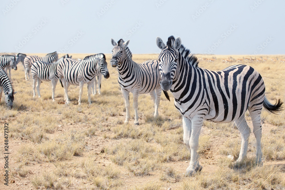Herd of beautiful zebras grazing in savannah on blue sky background closeup, safari in Etosha National Park, Namibia, Southern Africa Herd of beautiful zebras grazing in savannah on blue sky background closeup, safari in Etosha National Park, Namibia, Southern Africa