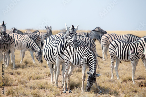 Herd of beautiful zebras grazing in savannah on blue sky background close up, safari in Etosha National Park, Namibia, Southern Africa