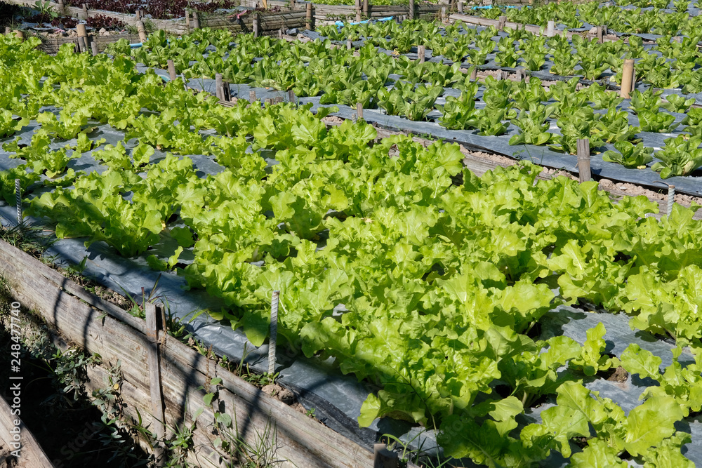 lettuce plant growing in farm. vegatable plantation  in garden