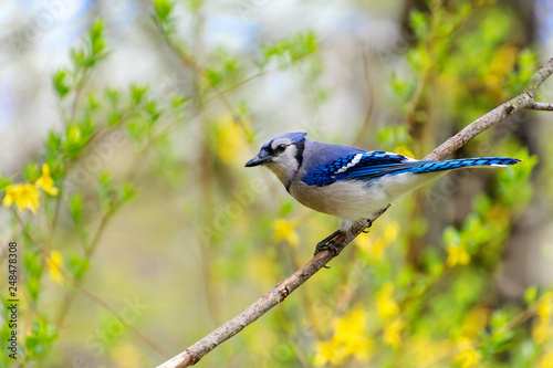 Blue Jay on branch with spring flowers in background