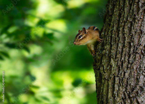 Chipmunk on tree trunk looking into green space