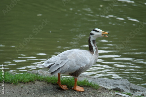 a goose on the water