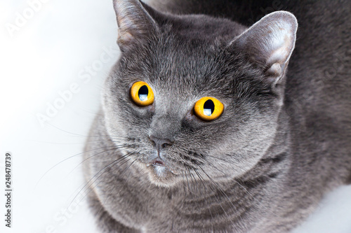 Portrait of a british smooth-haired blue cat close-up