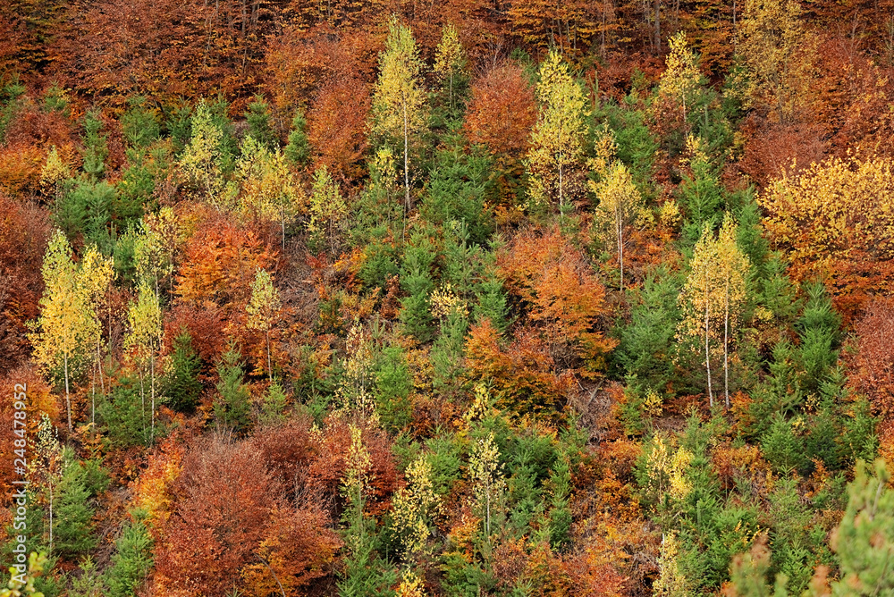 Autumn colors Autumn colors