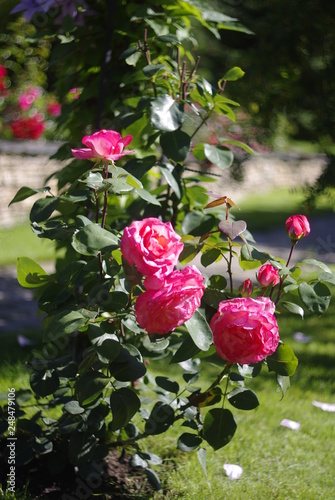 landscape design, flowers