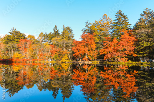 Beautiful Japan autumn at Kumoba Pond or Kumoba ike of Karuizawa ,Nagano Prefecture Japan.