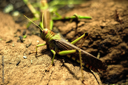 green praying mantis 