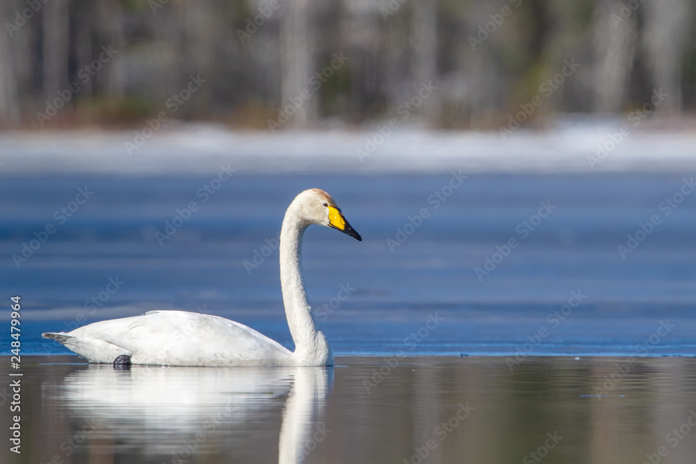 Beautiful white Whooper Swan swimming on the lake Beautiful white Whooper Swan swimming on the lake