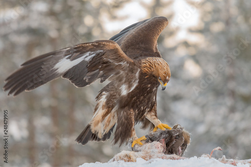 Golden eagle rips pieces of meat from frozen racoon carcass