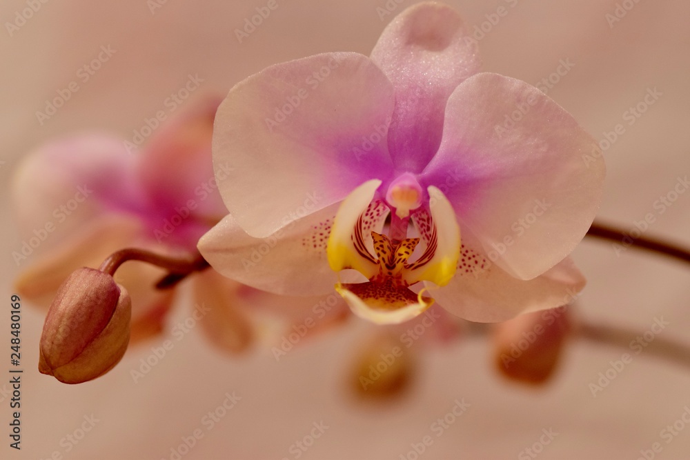 różowa orchidea na białym tle - obrazy, fototapety, plakaty 