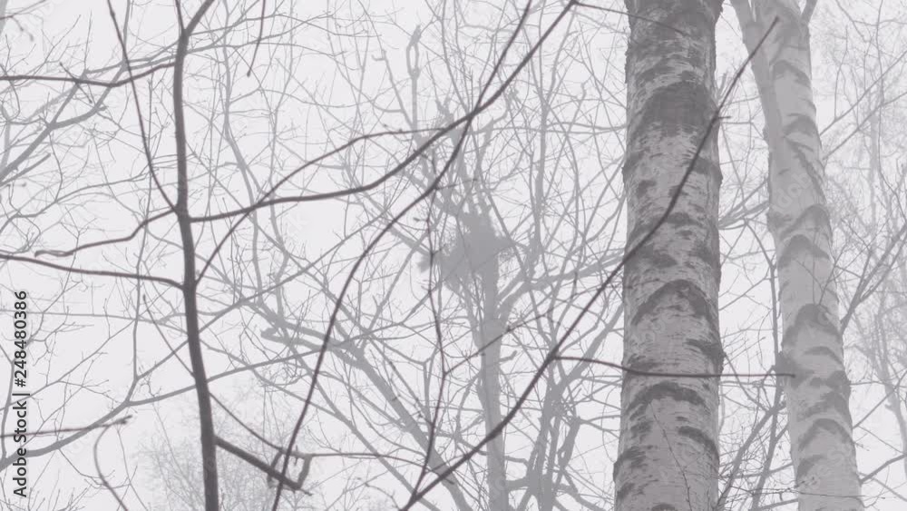 Squirrel watching the birds nest in the winter fog