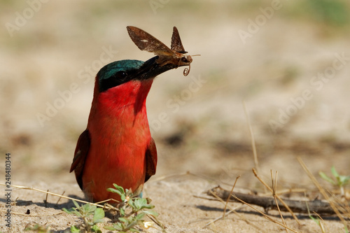 Southern carmine bee-eater