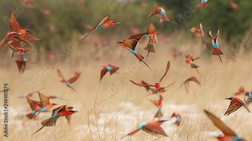 Southern carmine bee-eaters photo