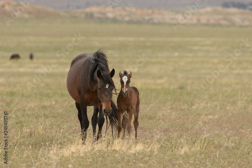 Wild Horse Mare and Foal in Utah © natureguy