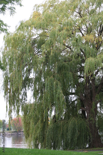 trees in the forest