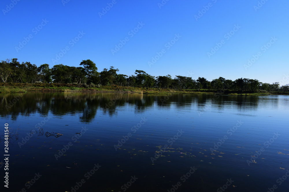 Fototapeta premium reflection of trees in water