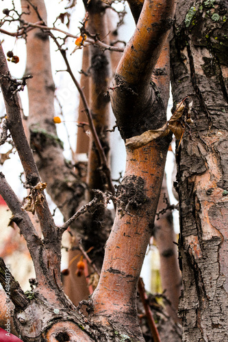 bark of a tree