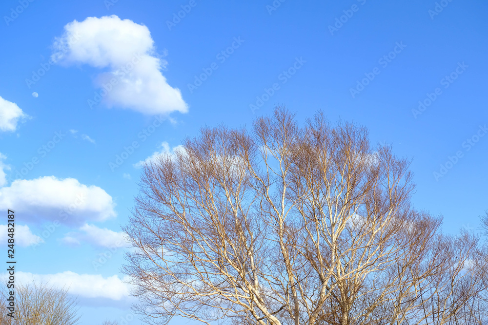 Dry trees forest with blue clouds sky in sunny day, fall season Japan. Dry trees forest with blue clouds sky in sunny day, fall season Japan.
