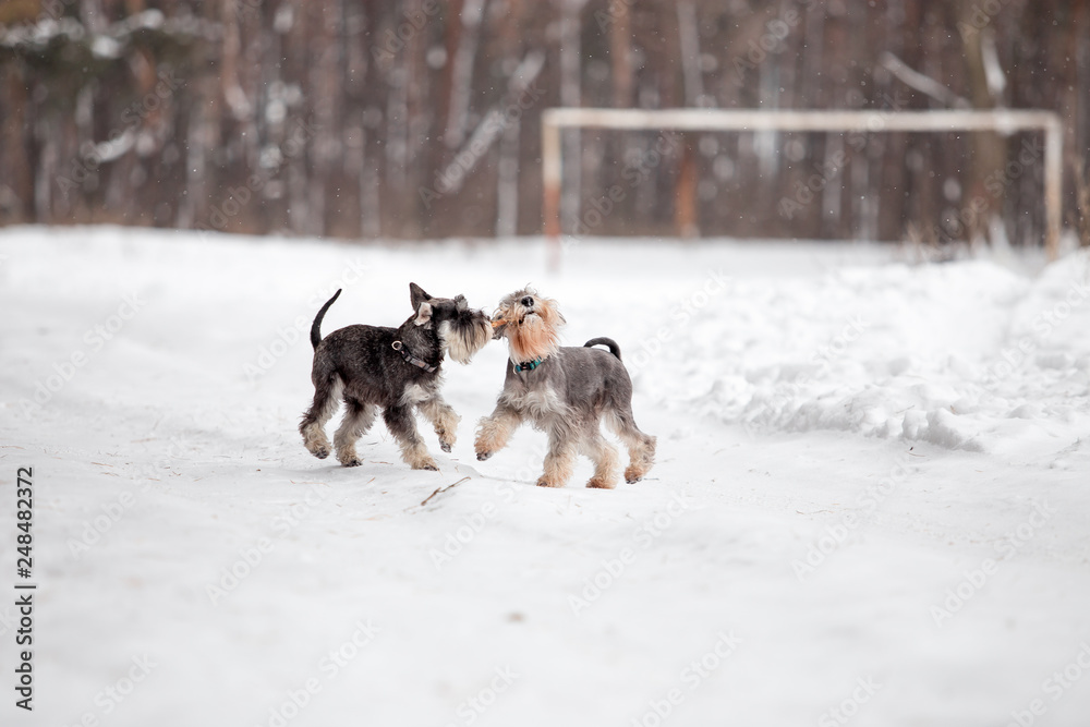miniature schnauzer dog in winter forest miniature schnauzer dog in winter forest