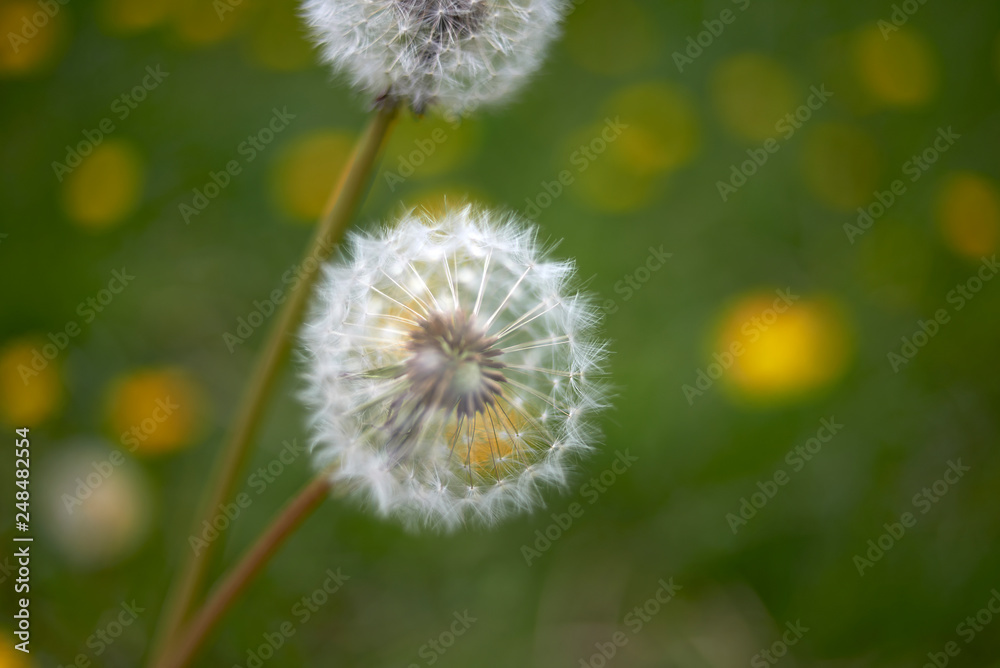 Beautiful extreme macro close up of a dandelion flower growing in a field in spring
