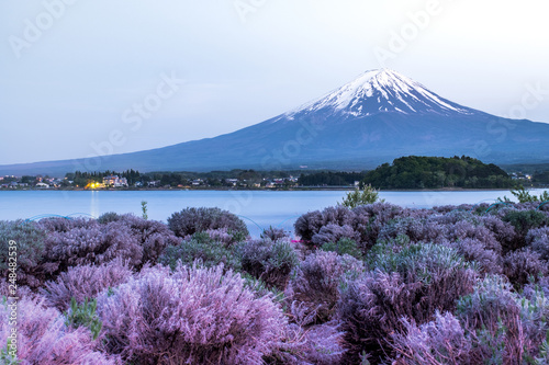 Fuji Mountain and Flower flieds view i front , mt.fuji background lake Kawaguchi one of the fuji five lakes in Japan photo